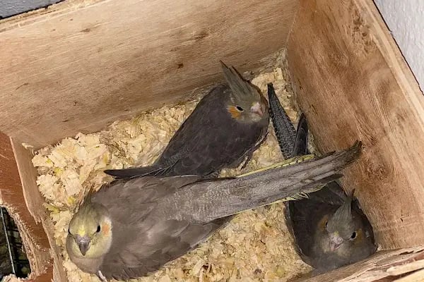 ÜNLÜ PET SHOP MUHABBET KUŞU DÜNYASI - Resim 12