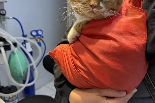 Pati House Veteriner Kliniği - Resim 11