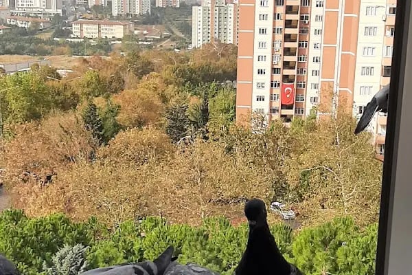 Kutlutaş Blokları - Resim 9