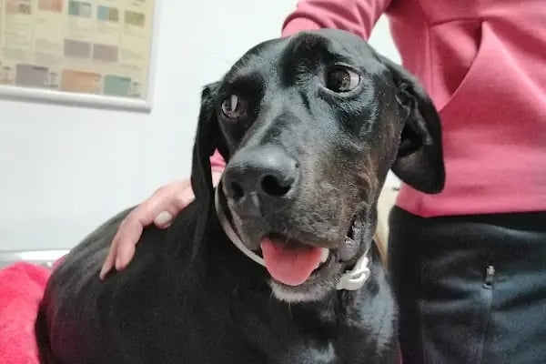 Pet Klinik Gül Arslan - Resim 5
