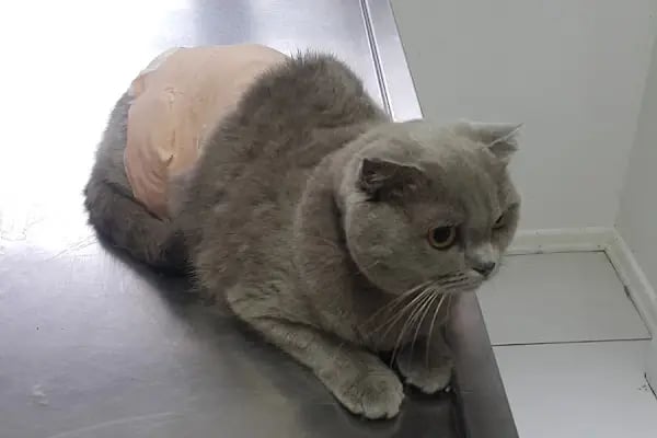 Pet Klinik Gül Arslan - Resim 8