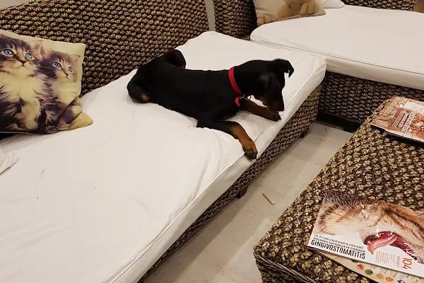 Pet Klinik Gül Arslan - Resim 6