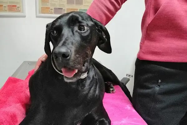 Pet Klinik Gül Arslan - Resim 9