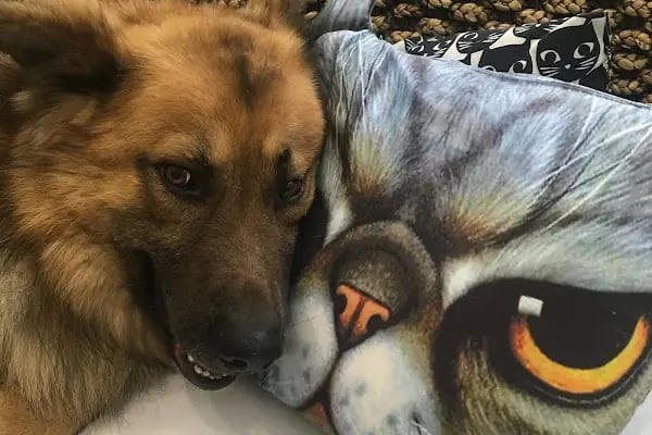 Pet Klinik Gül Arslan - Resim 3