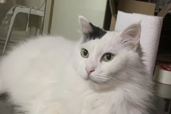 Pet Klinik Gül Arslan - Resim 4