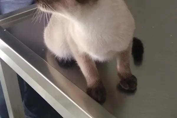 Pet Klinik Gül Arslan - Resim 2