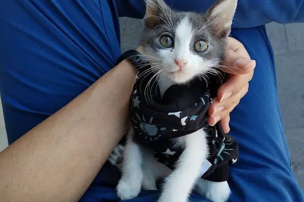 Şifa Veteriner Kliniği - Resim 8