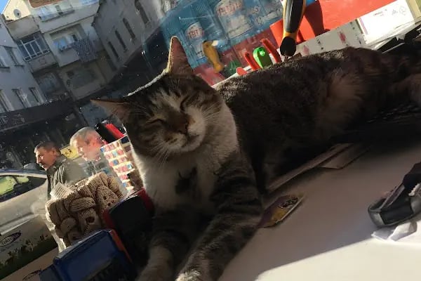 Şifa Veteriner Kliniği - Resim 6