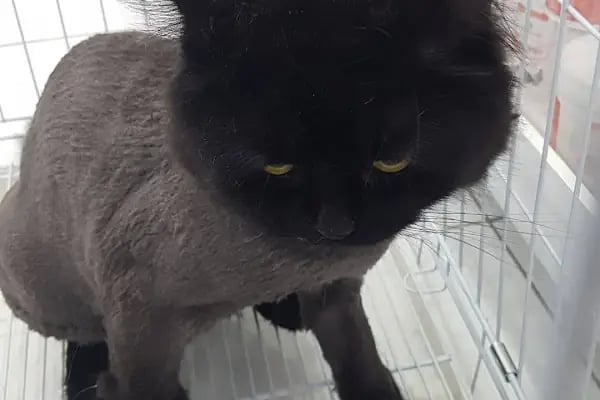 Şifa Veteriner Kliniği - Resim 15