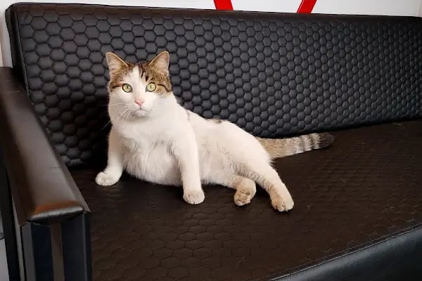 Şifa Veteriner Kliniği - Resim 17