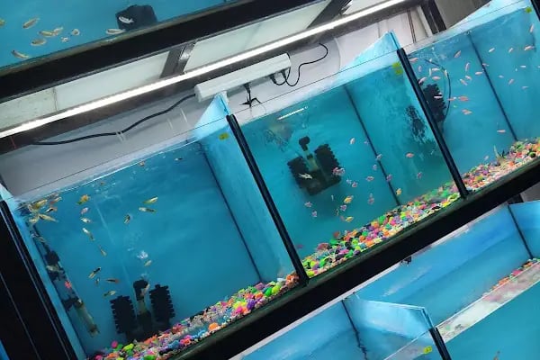 Tüylü Petshop - Resim 6