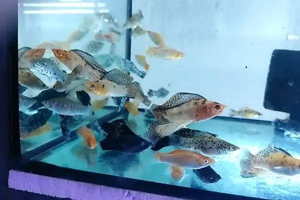 ONURLU PET AKVARYUM - Resim 1
