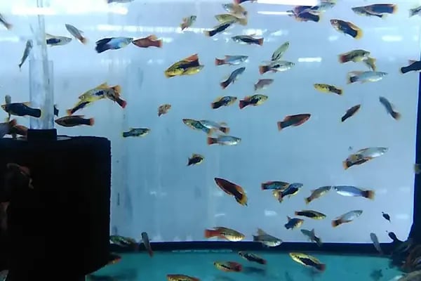 ONURLU PET AKVARYUM - Resim 6