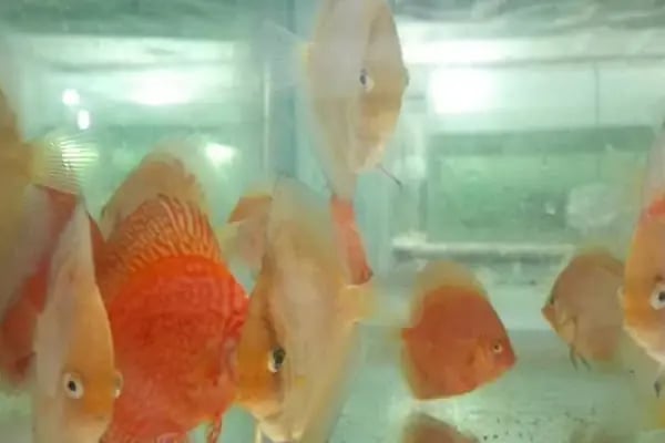 ONURLU PET AKVARYUM - Resim 20