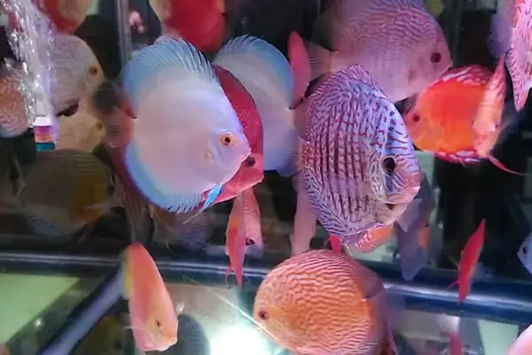 ONURLU PET AKVARYUM - Resim 12