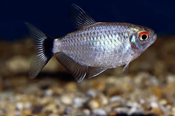 ONURLU PET AKVARYUM - Resim 4