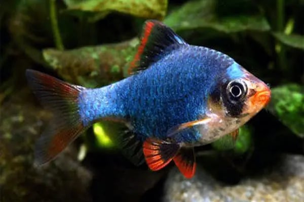 ONURLU PET AKVARYUM - Resim 13
