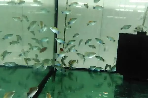 ONURLU PET AKVARYUM - Resim 9