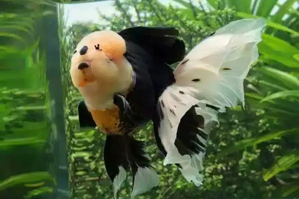 ONURLU PET AKVARYUM - Resim 2