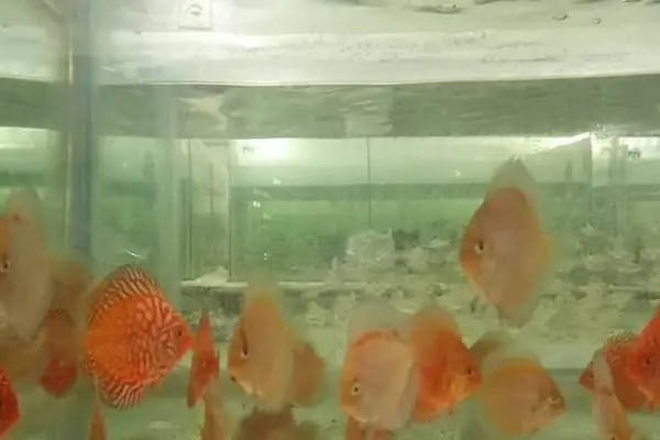 ONURLU PET AKVARYUM - Resim 3