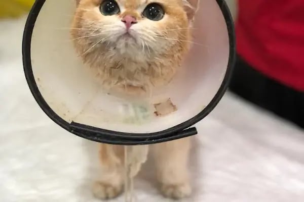 Vetorka Veteriner Kliniği - Resim 4