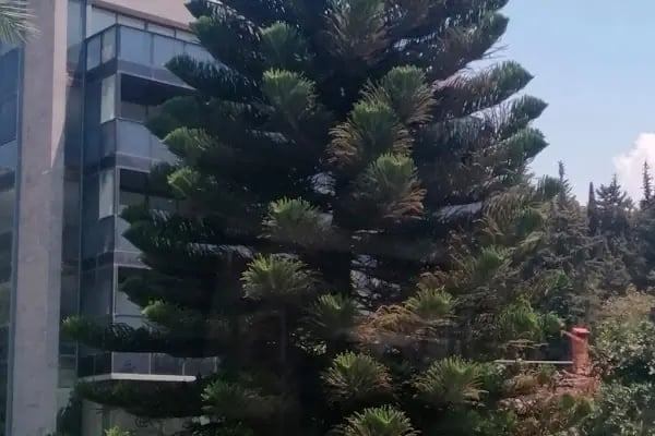Alanya Çiçekçisi • ALANYA STAR ORGANİZASYON&amp;ÇİÇEK - Resim 15