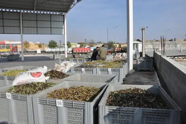 Akfırat Gıda Antep Fıstığı ve Zeytinyağı Tesisleri - Resim 5