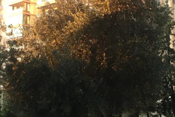 ÇATIKUR İhsan Saniye Şenler Sitesi - Resim 3