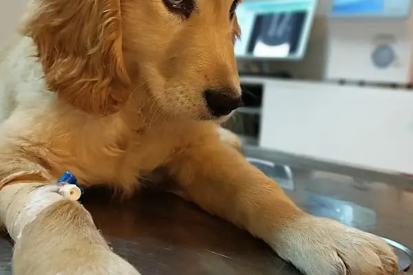 Çerkezköy veteriner kliniği - Resim 15