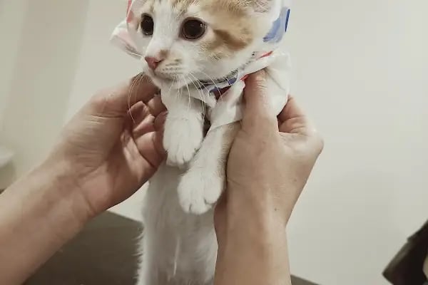 Çerkezköy veteriner kliniği - Resim 14