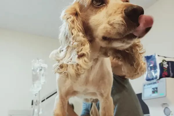 Çerkezköy veteriner kliniği - Resim 2