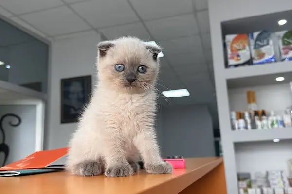 Çerkezköy veteriner kliniği - Resim 7