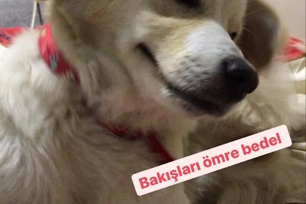 PetGuardians Veteriner Kliniği - Resim 5
