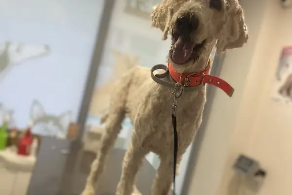 PetGuardians Veteriner Kliniği - Resim 4