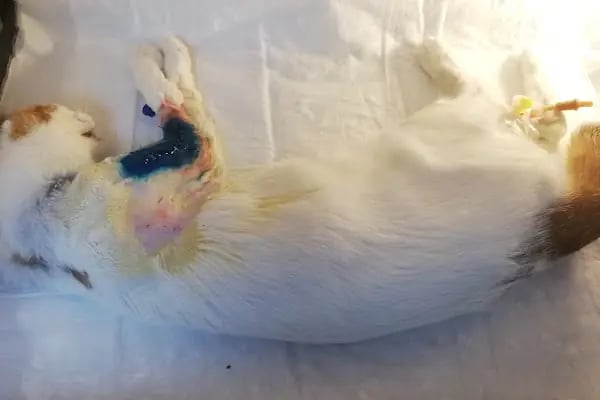 GAZİOSMANPAŞA VETERİNER PET İSTANBUL VETERİNER POLİKLİNİĞİ - Resim 13