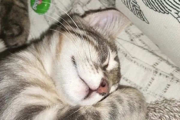 GAZİOSMANPAŞA VETERİNER PET İSTANBUL VETERİNER POLİKLİNİĞİ - Resim 2
