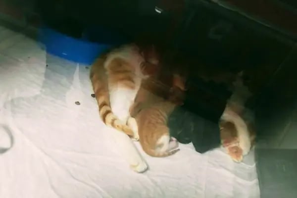 GAZİOSMANPAŞA VETERİNER PET İSTANBUL VETERİNER POLİKLİNİĞİ - Resim 18