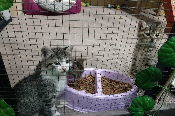 GAZİOSMANPAŞA VETERİNER PET İSTANBUL VETERİNER POLİKLİNİĞİ - Resim 7