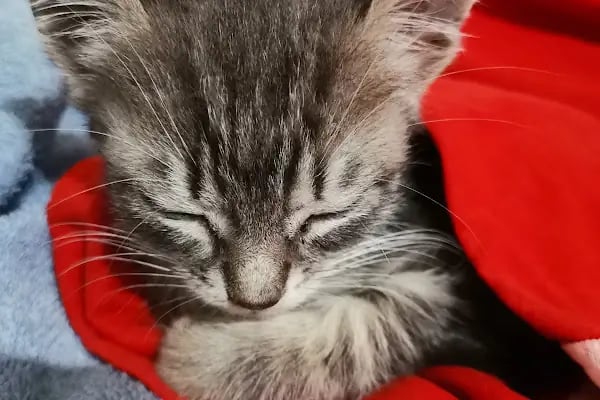 GAZİOSMANPAŞA VETERİNER PET İSTANBUL VETERİNER POLİKLİNİĞİ - Resim 17