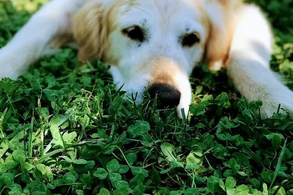 GAZİOSMANPAŞA VETERİNER PET İSTANBUL VETERİNER POLİKLİNİĞİ - Resim 5