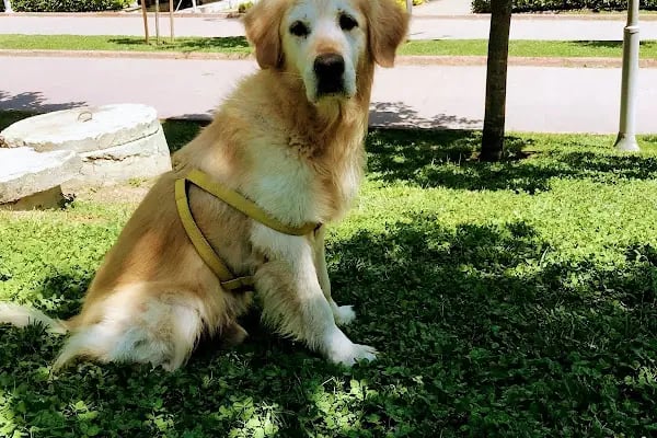 GAZİOSMANPAŞA VETERİNER PET İSTANBUL VETERİNER POLİKLİNİĞİ - Resim 4