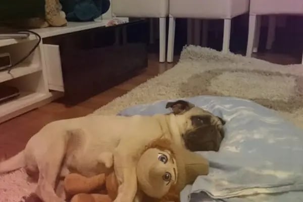 GAZİOSMANPAŞA VETERİNER PET İSTANBUL VETERİNER POLİKLİNİĞİ - Resim 12