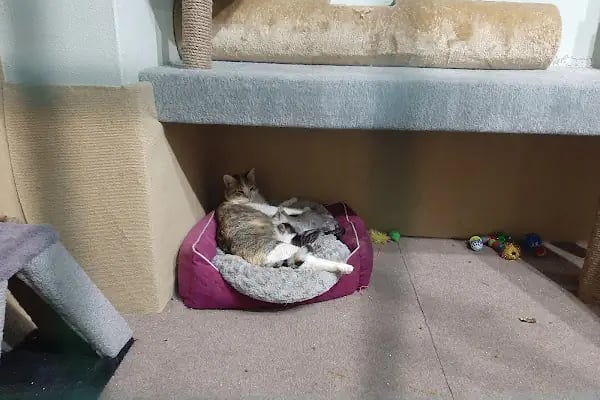 GAZİOSMANPAŞA VETERİNER PET İSTANBUL VETERİNER POLİKLİNİĞİ - Resim 20