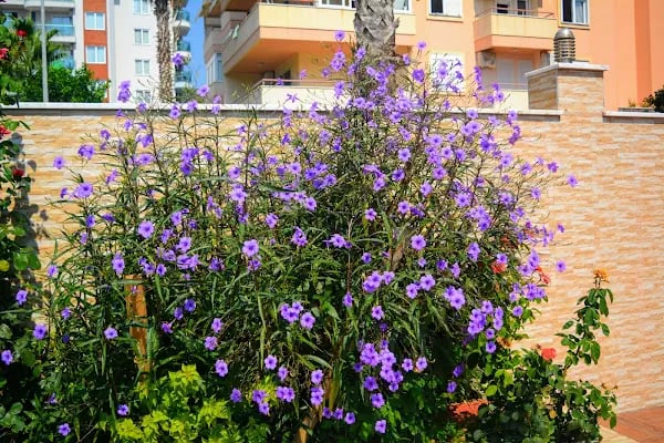 Granada City Residence - Resim 14