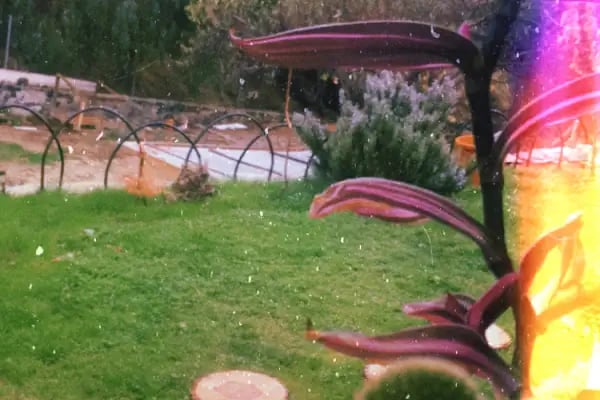 Mystic Garden - Resim 9