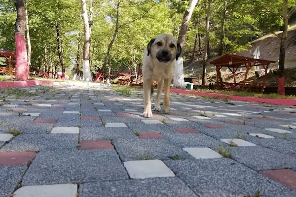 Farsaklar piknik alanı ve çocuk parkı - Resim 3