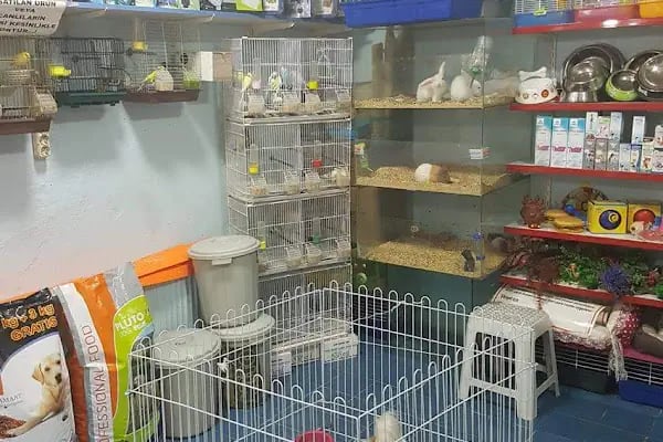 Missy Pet Shop - Resim 18