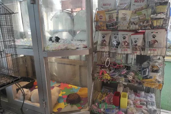 Missy Pet Shop - Resim 16