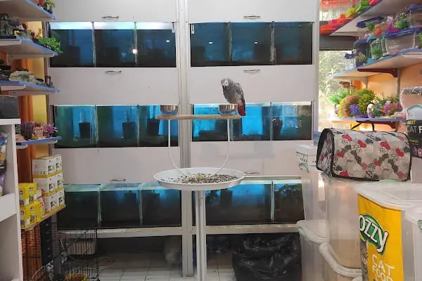 Missy Pet Shop - Resim 20