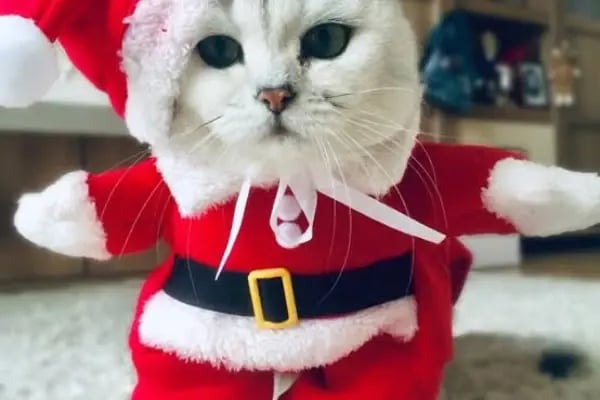 Missy Pet Shop - Resim 17